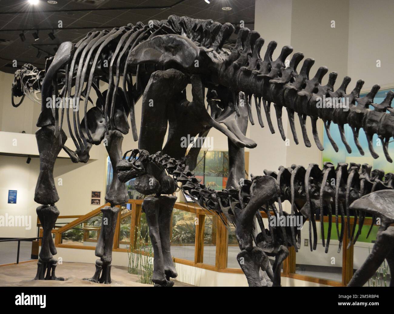 Texas Tech University Museum. Lubbock, Texas Banque D'Images