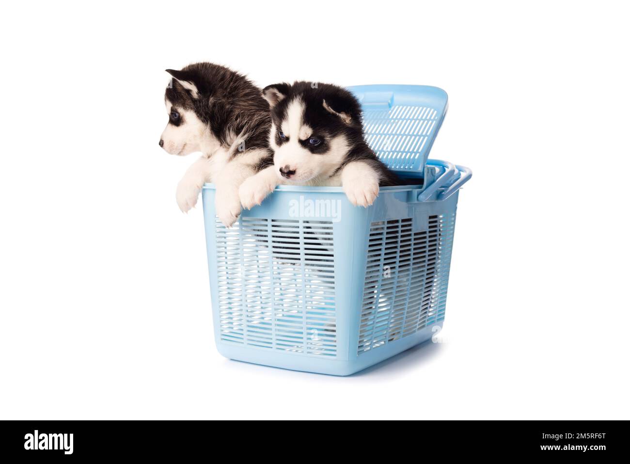 Chiot Husky de Sibérie de race pure dans une mallette de transport bleue pour les animaux Banque D'Images