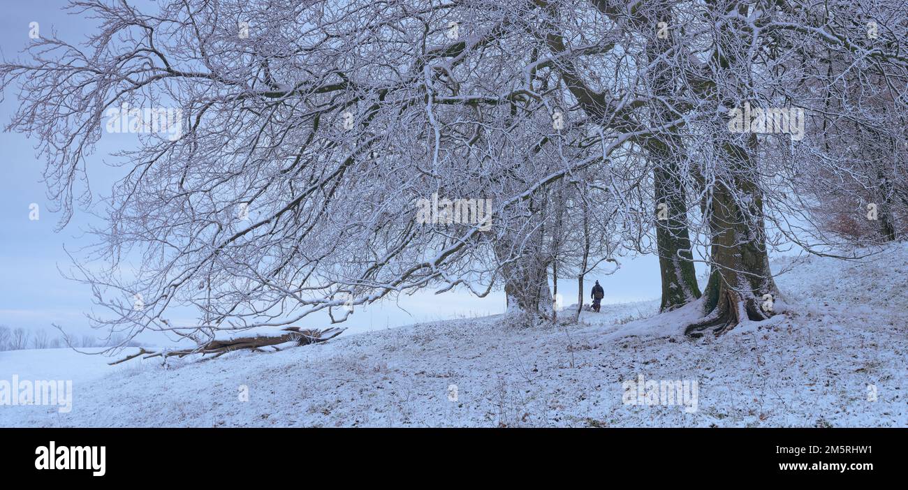 Homme marchant un chien sur les South Downs par une journée de neige froide Banque D'Images Homme marchant un chien sur les South Downs par une journée de neige froide Banque D'Images