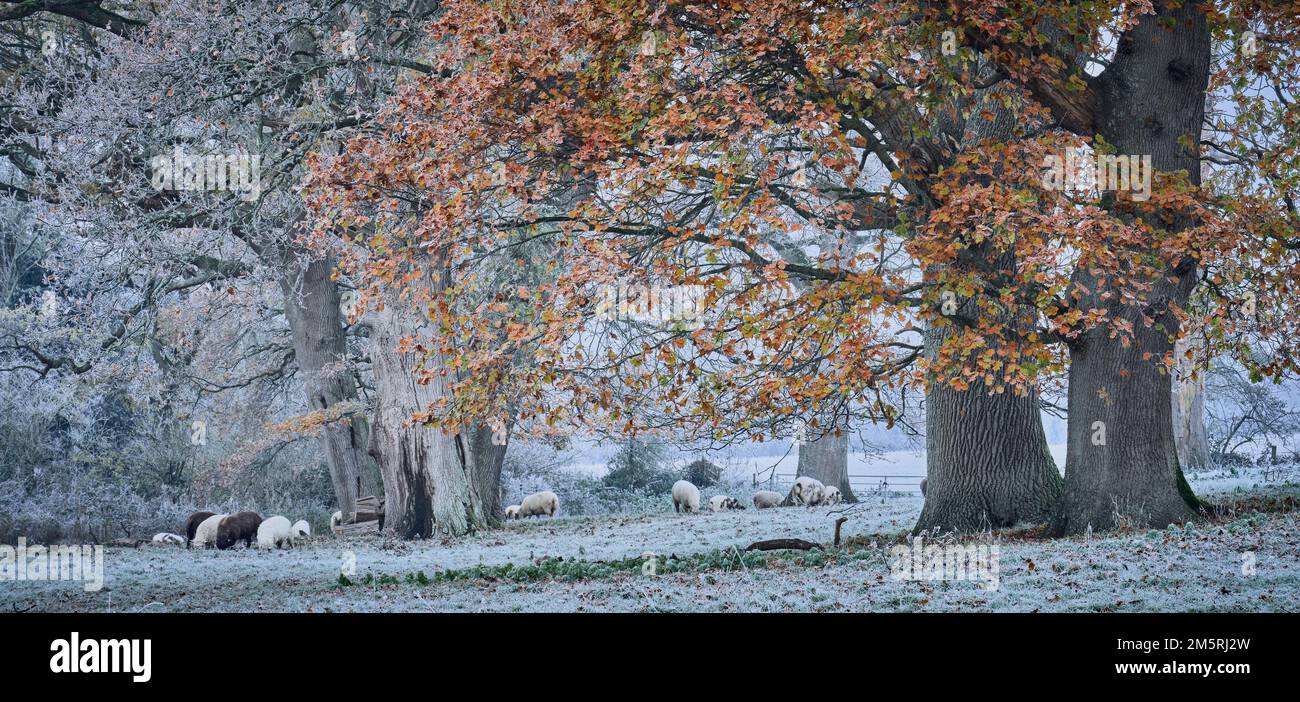Moutons se nourrissant dans un pré par une journée froide sous des chênes en automne Banque D'Images Moutons se nourrissant dans un pré par une journée froide sous des chênes en automne Banque D'Images