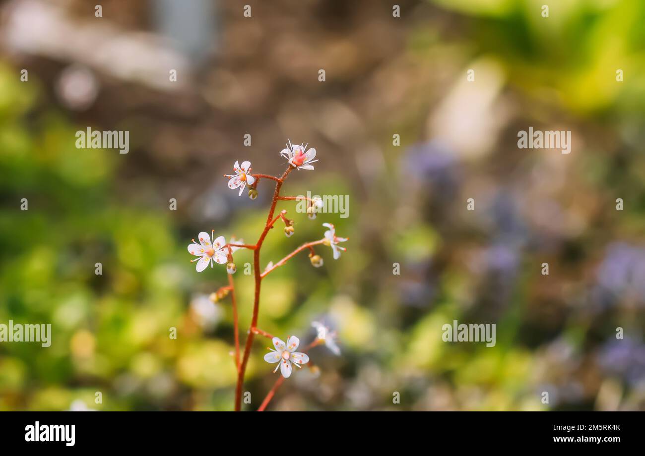Fleurs fleuries de saxifrage umbrosa plante dans le jardin d'été. Banque D'Images