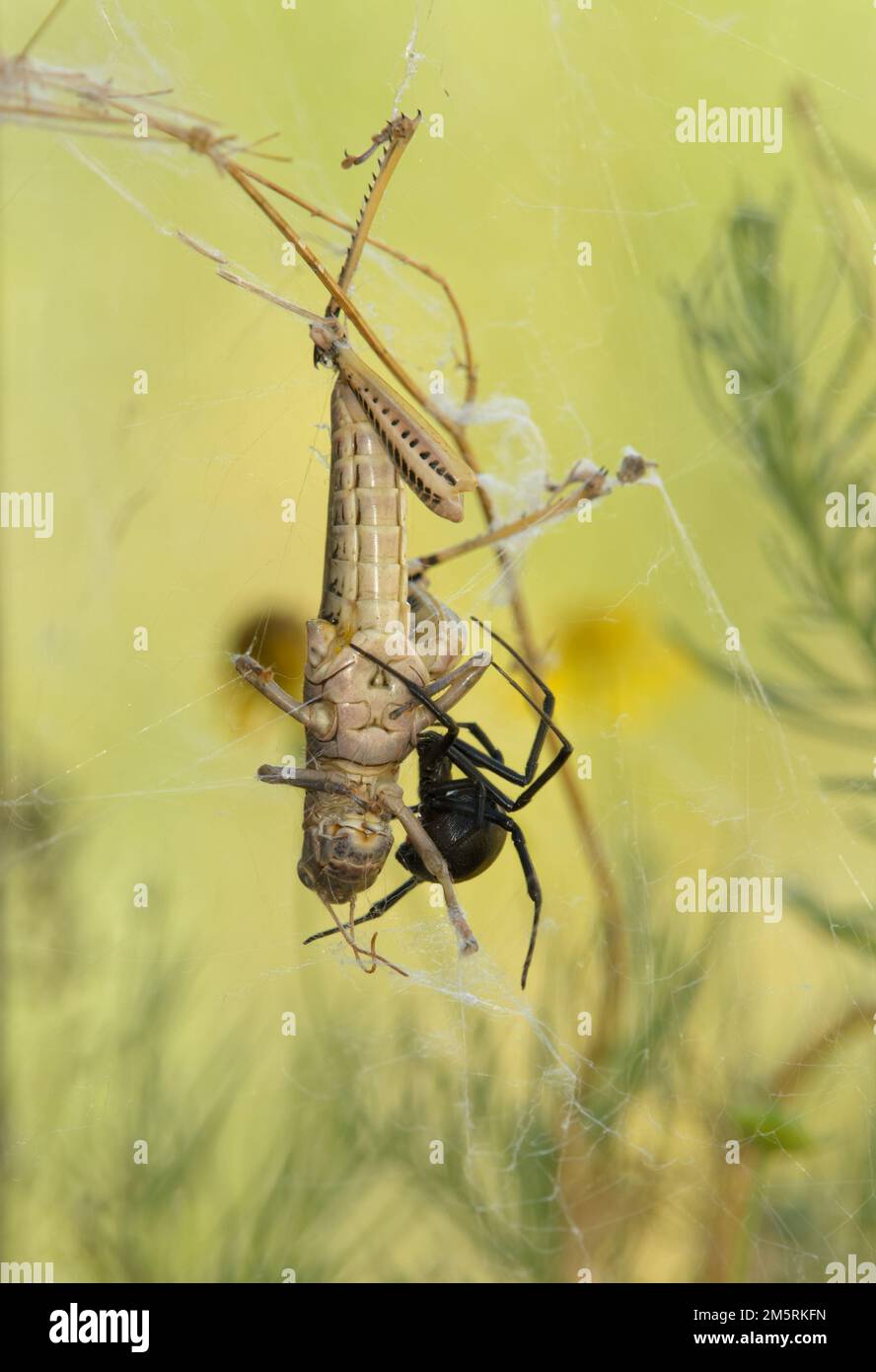Araignée de veuve noire du sud avec une sauterelle qui s'est emmêlée dans son Web Banque D'Images