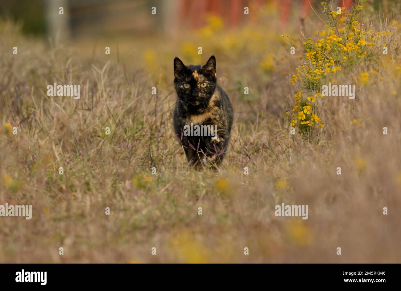 Magnifique chat noir et gingembre marchant vers le spectateur à travers l'herbe d'automne et les fleurs sauvages jaunes Banque D'Images