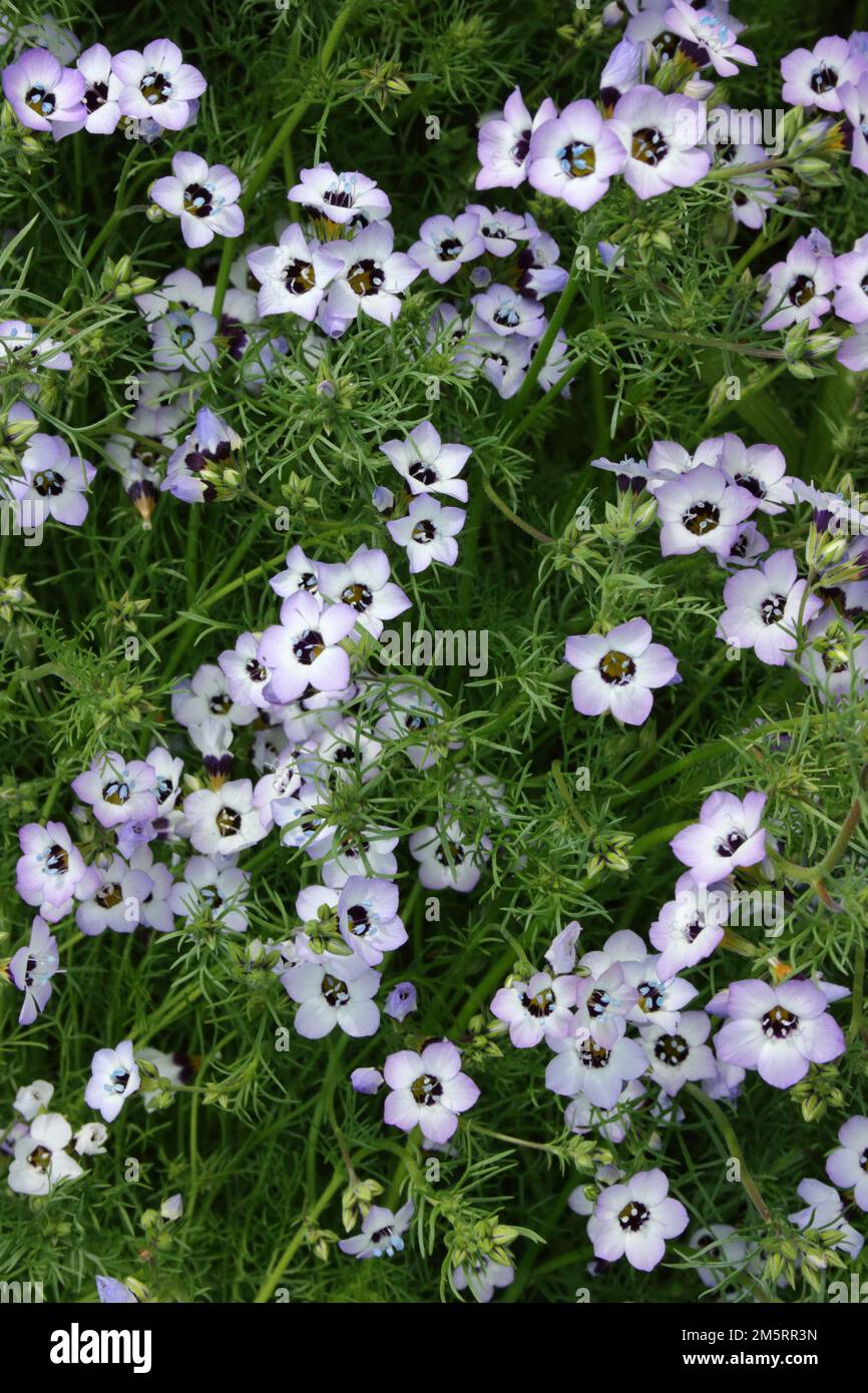 Les yeux d'oiseau (Gilia tricolor) dans le jardin. Banque D'Images