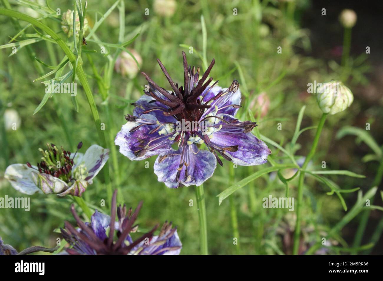 Love-in-a-Mist (Nigella papillosa « bleu clair ») Banque D'Images
