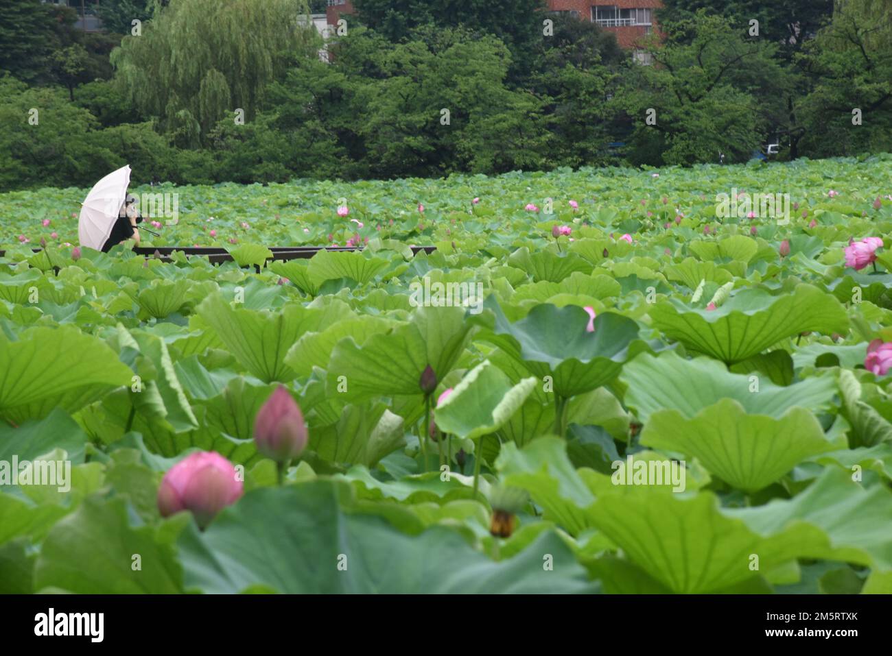 Fleurs de lotus rose en fleurs dans l'étang Shinobazu à Ueno Park, Tokyo, Japon, après une journée de pluie Banque D'Images