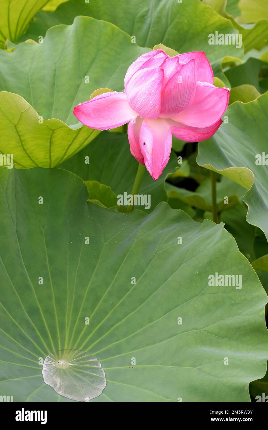 Fleurs de lotus rose en fleurs dans l'étang Shinobazu à Ueno Park, Tokyo, Japon, après une journée de pluie Banque D'Images