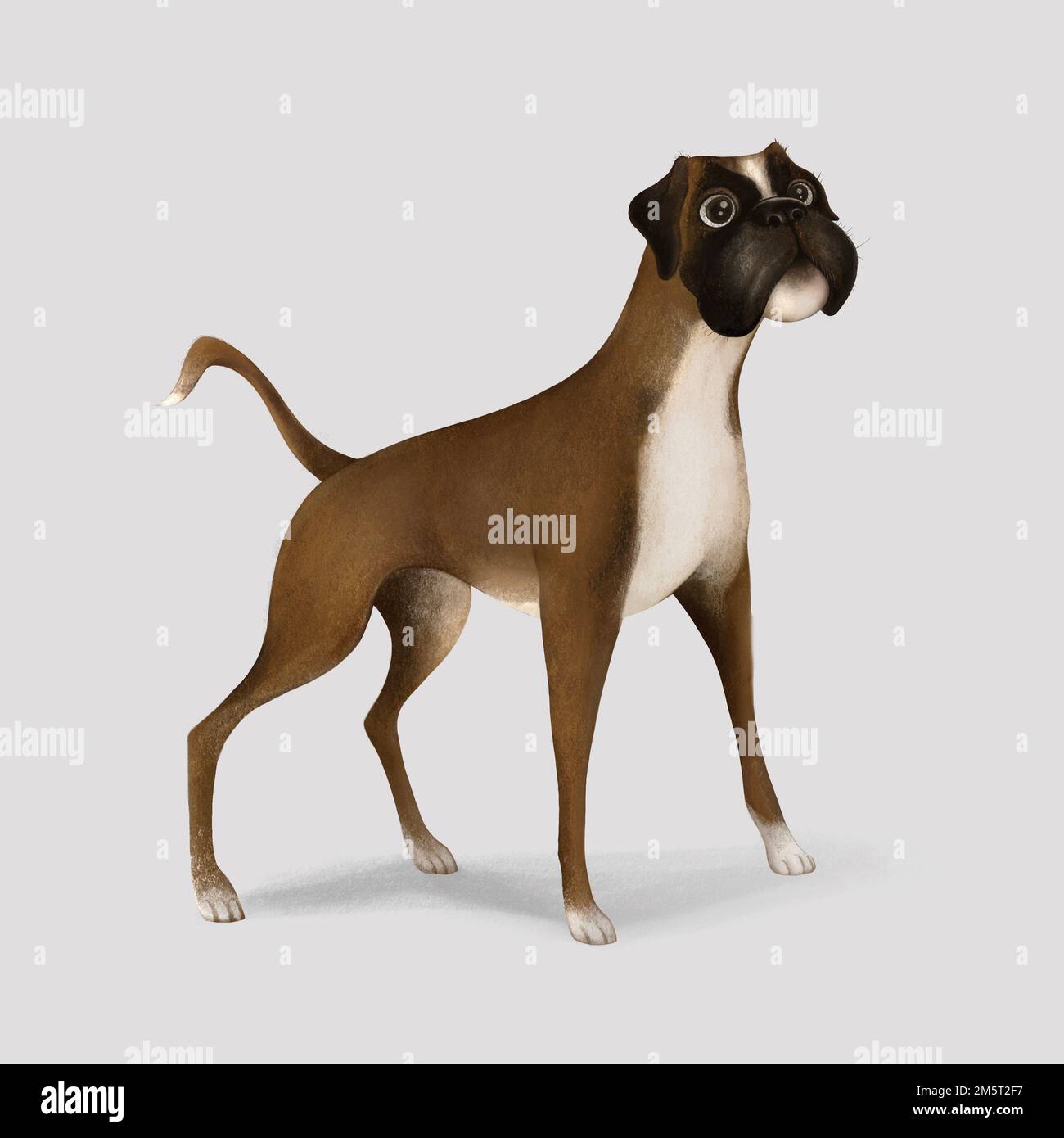 Boxeur Peeking Dogs. Race de chien boxeur. Image couleur d'un chien isolé sur fond blanc. Croquis de chien dessiné à la main. Banque D'Images