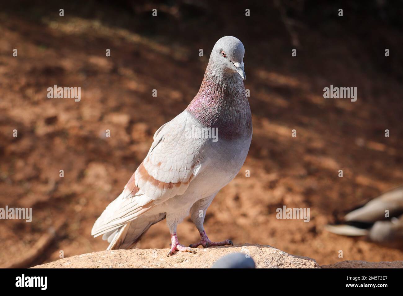 Pigeon de roche rose ou Columba livia debout sur une roche au ranch d'eau riveraine en Arizona. Banque D'Images