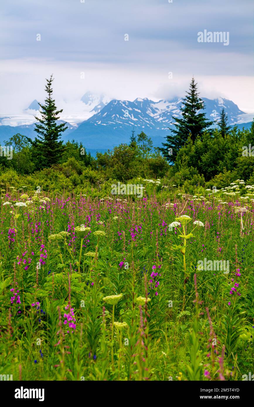 Pompier; Chamaenerion angustifolium; et Parsnip de vache; Heracleum lanatum; persil; Apiaceae; Parc de loisirs d'État d'Eveline; Homer; Alaska; États-Unis Banque D'Images