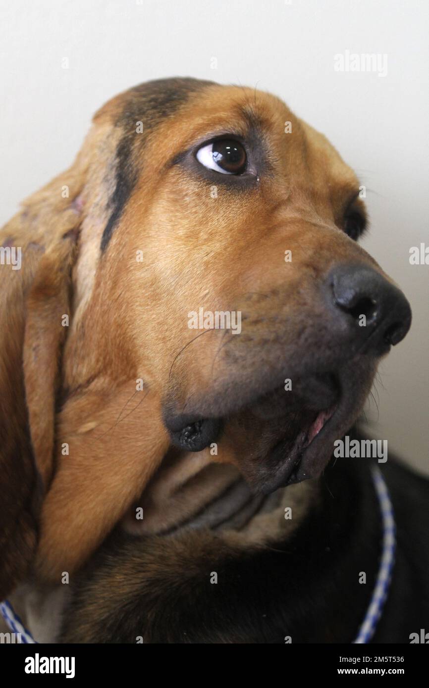 Un chien de chien donne un aspect bempé dans un portrait. Banque D'Images