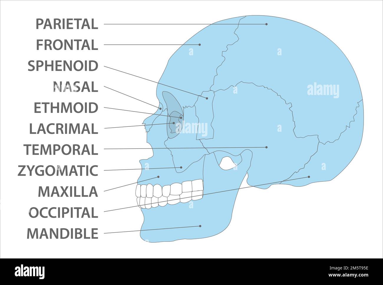 image vectorielle de vue latérale des os crâniens Illustration de Vecteur