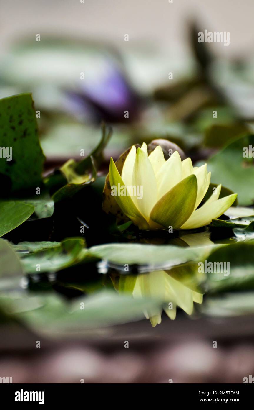 Fleurs de lotus Banque D'Images