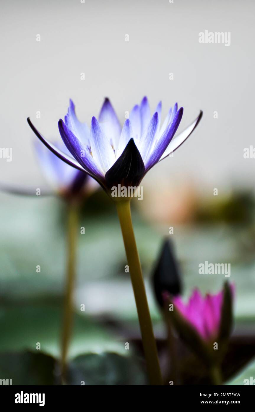 Fleurs de lotus Banque D'Images