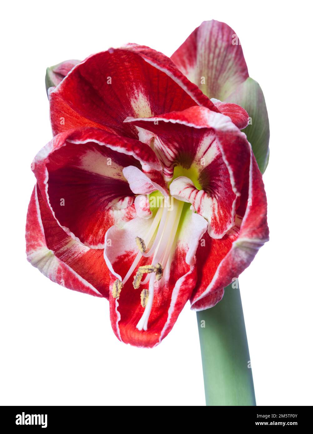 'Samba' Hippeastrum (Amaryllis, Hippeastrum x hortorum) Banque D'Images