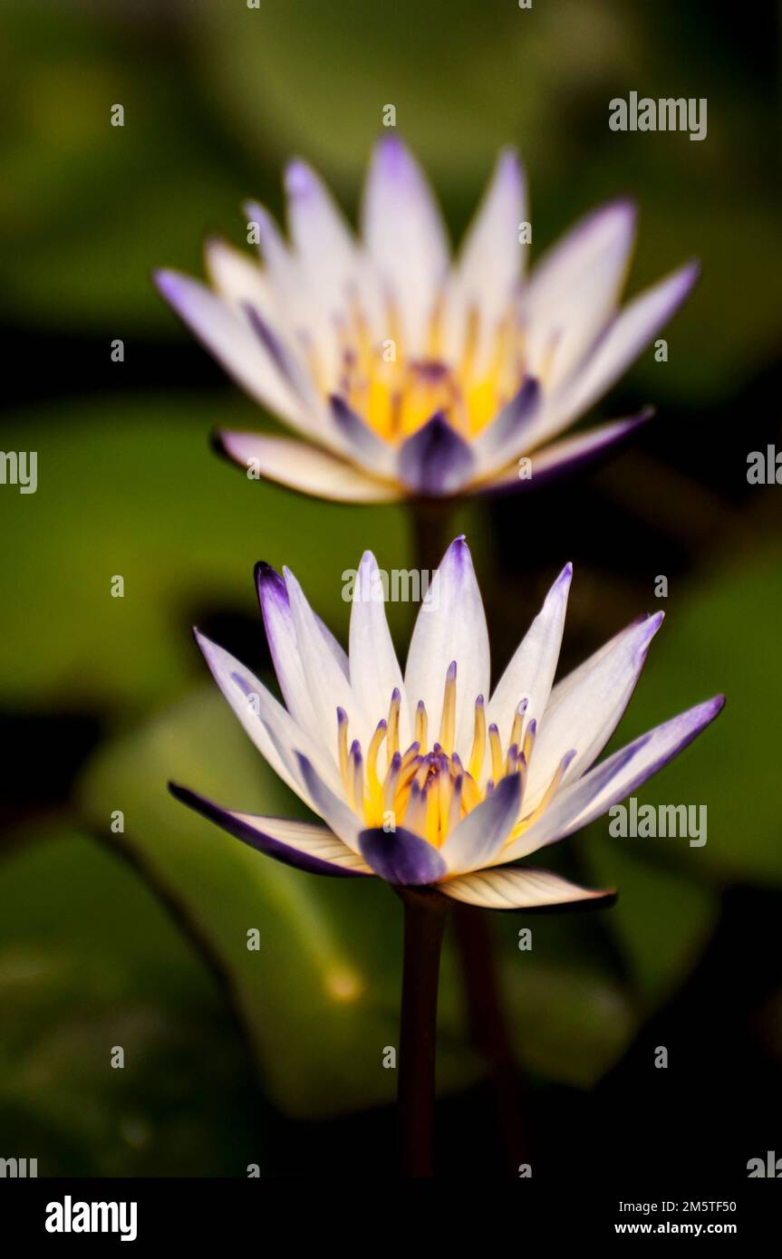 Fleurs de lotus Banque D'Images