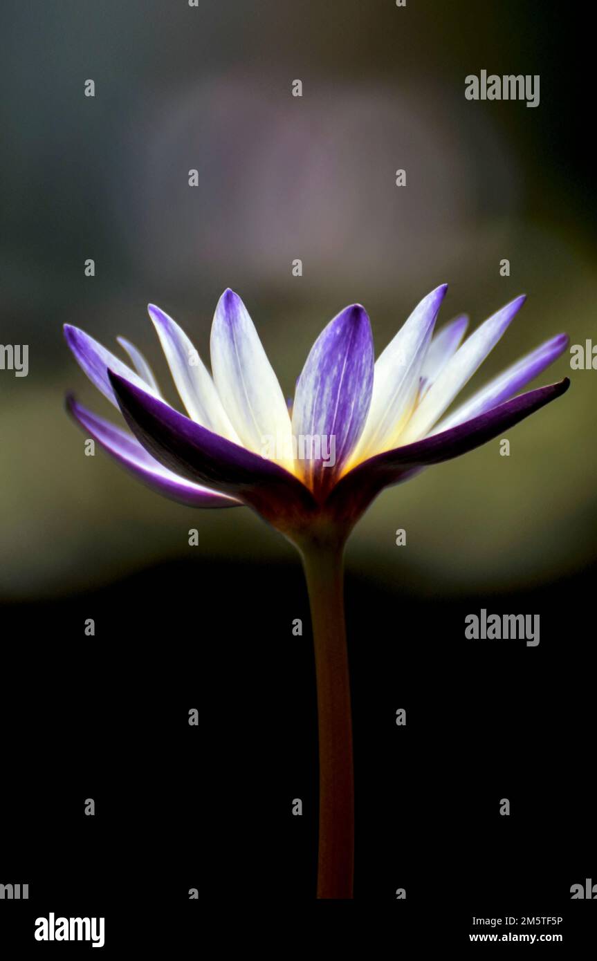 Fleurs de lotus Banque D'Images