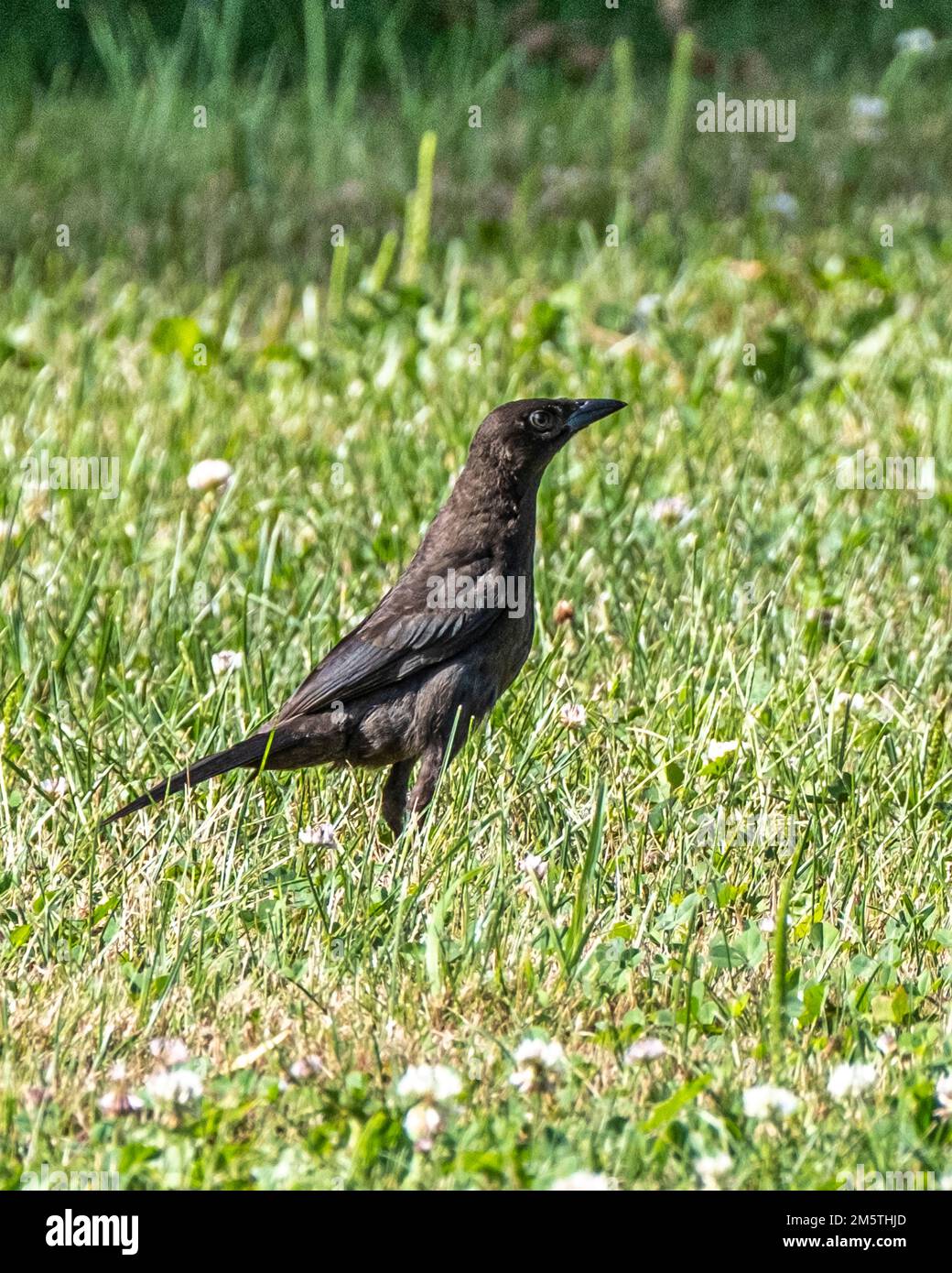 Un blackbird dans l'herbe dans l'arrière-cour Banque D'Images