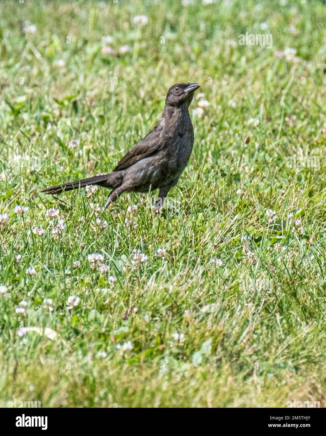 Un blackbird dans l'herbe dans l'arrière-cour Banque D'Images