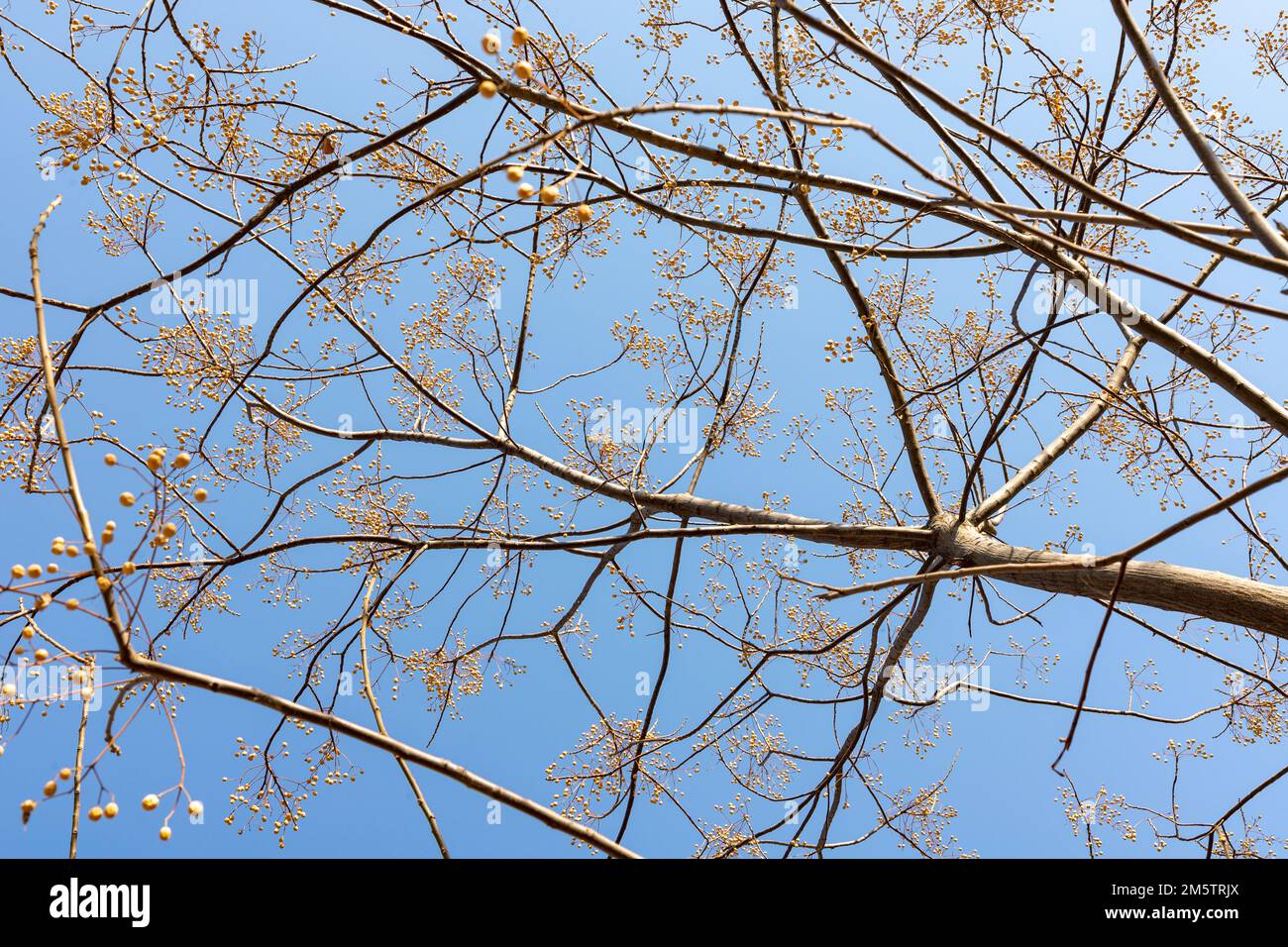 Melia azedarach, communément connu sous le nom de chinaberry, fierté de l'Inde, perle-arbre, Cape lilas, syringa berrytree, Lilas persan, lilas indien ou blanc Banque D'Images