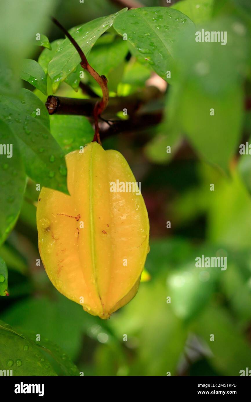 Un petit arbre tropical qui pousse lentement. D'Asie du Sud-est Un fruit tropical, la chair est à 5 pointes, en forme d'étoile, jaune-orange, attrayante et aromat Banque D'Images
