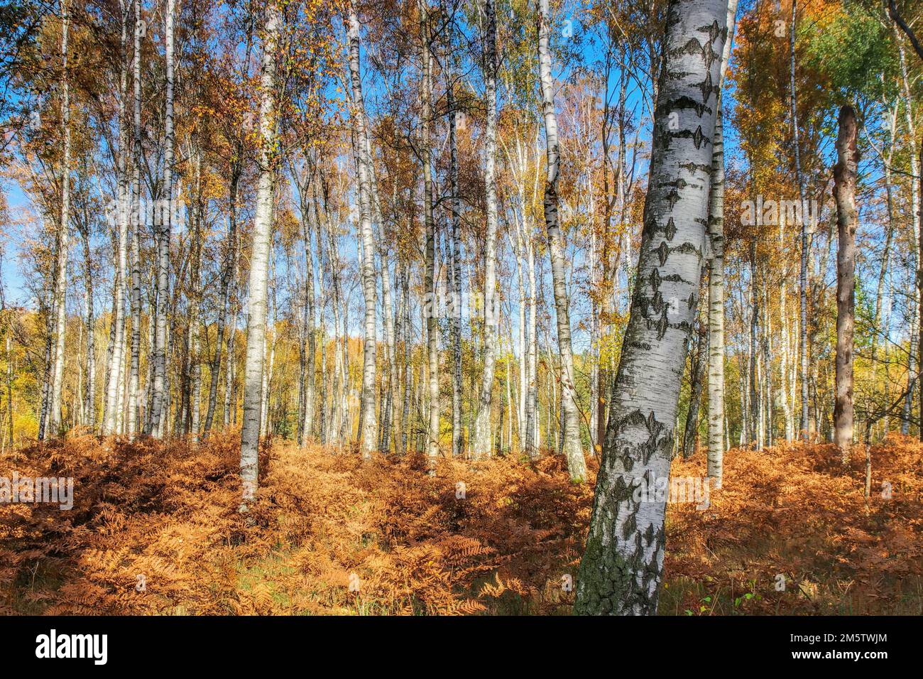 Forêt de bouleau avec fougères en automne, jour ensoleillé Banque D'Images