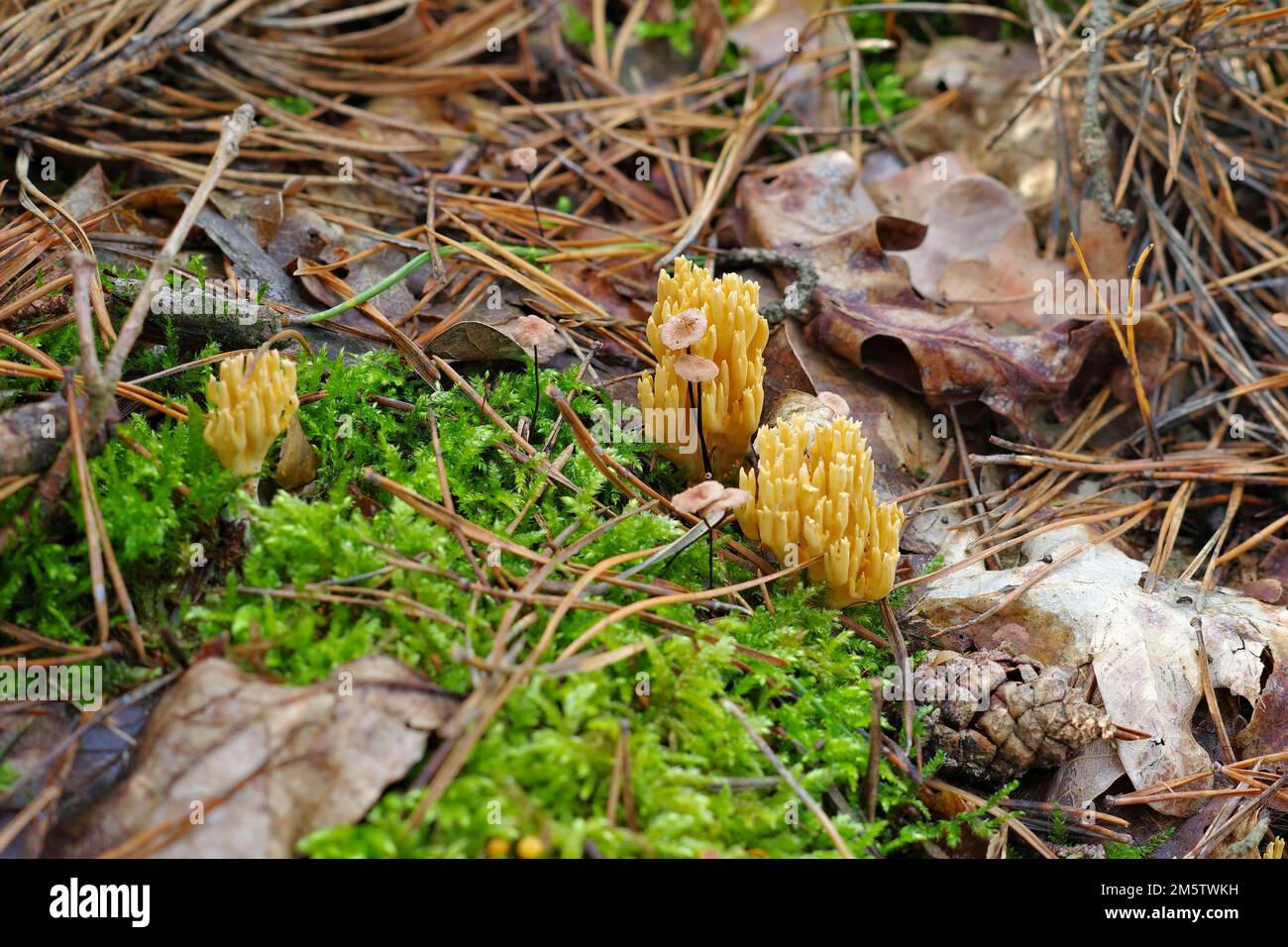 CALOCERA FURCATA, un genre de champignons dans la forêt d'automne en ordre Dacrymycetes Banque D'Images