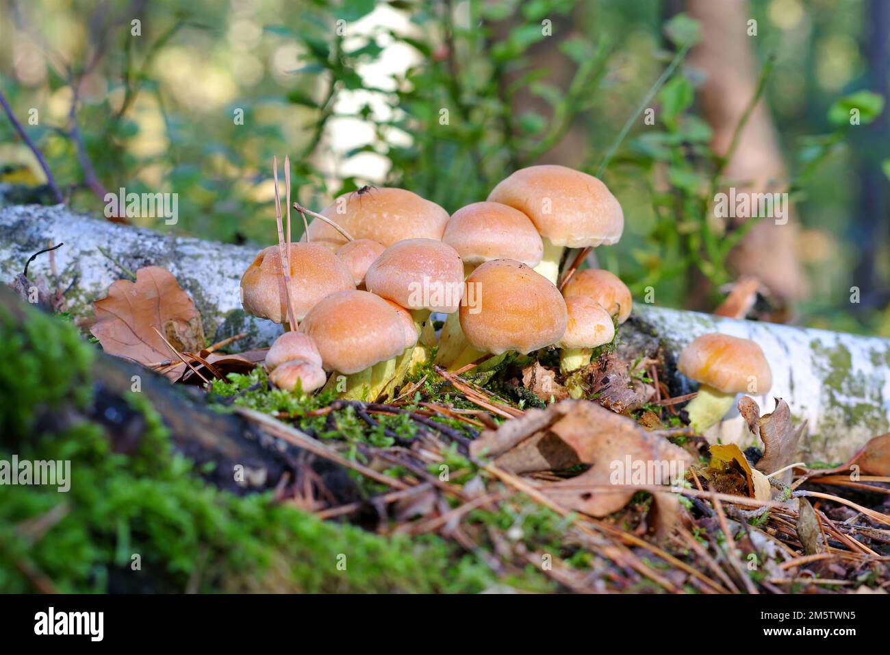 Woodlover en cluster ou Hypholoma fasciculare dans forêt d'automne Banque D'Images