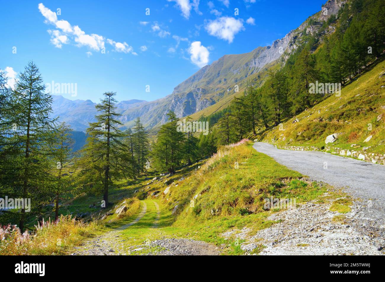 Forêt de mélèze et route de montagne dans la vallée de Maggia, Tessin, Suisse, Europe Banque D'Images