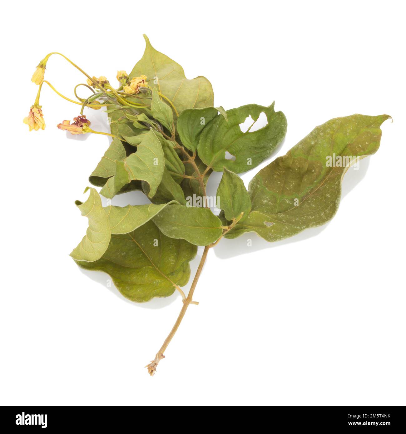 fleur séchée. feuilles. isolé sur fond blanc Banque D'Images