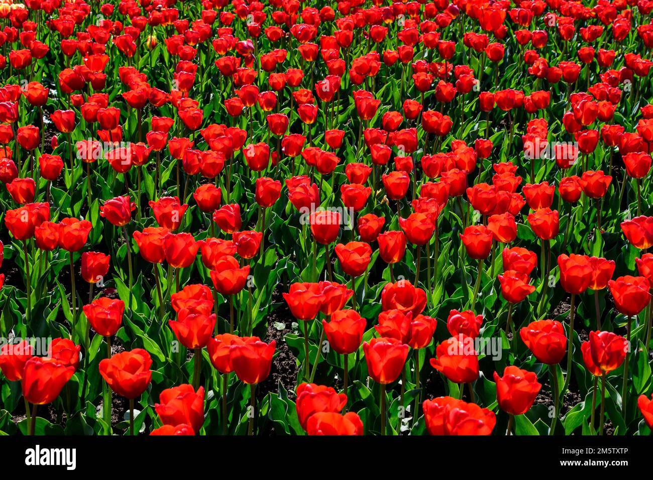 Beaucoup de tulipes rouges vives délicates en pleine fleur dans un jardin ensoleillé de printemps, beau fond floral extérieur photographié avec une mise au point douce Banque D'Images