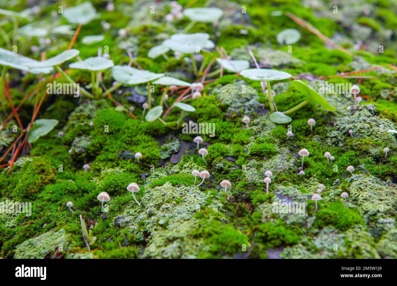 Petit champignon poussant entre les navellotes sur l'écorce humide d'arbre vert. Gros plan Banque D'Images