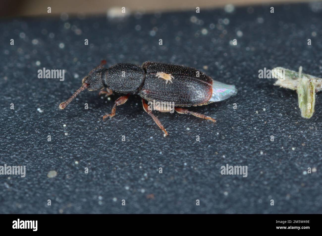 Acariens sur le corps des coléoptères Monotoma, une espèce de la famille des Monotomidae. Banque D'Images