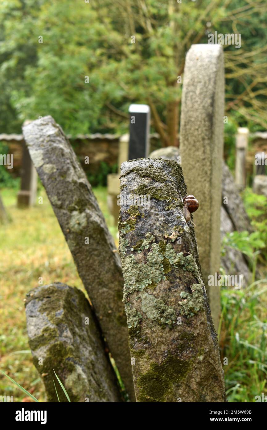 Cimetière juif avec tombes et pierres tombales, vieille pierre tombales avec escargots, Pacov, République tchèque Banque D'Images