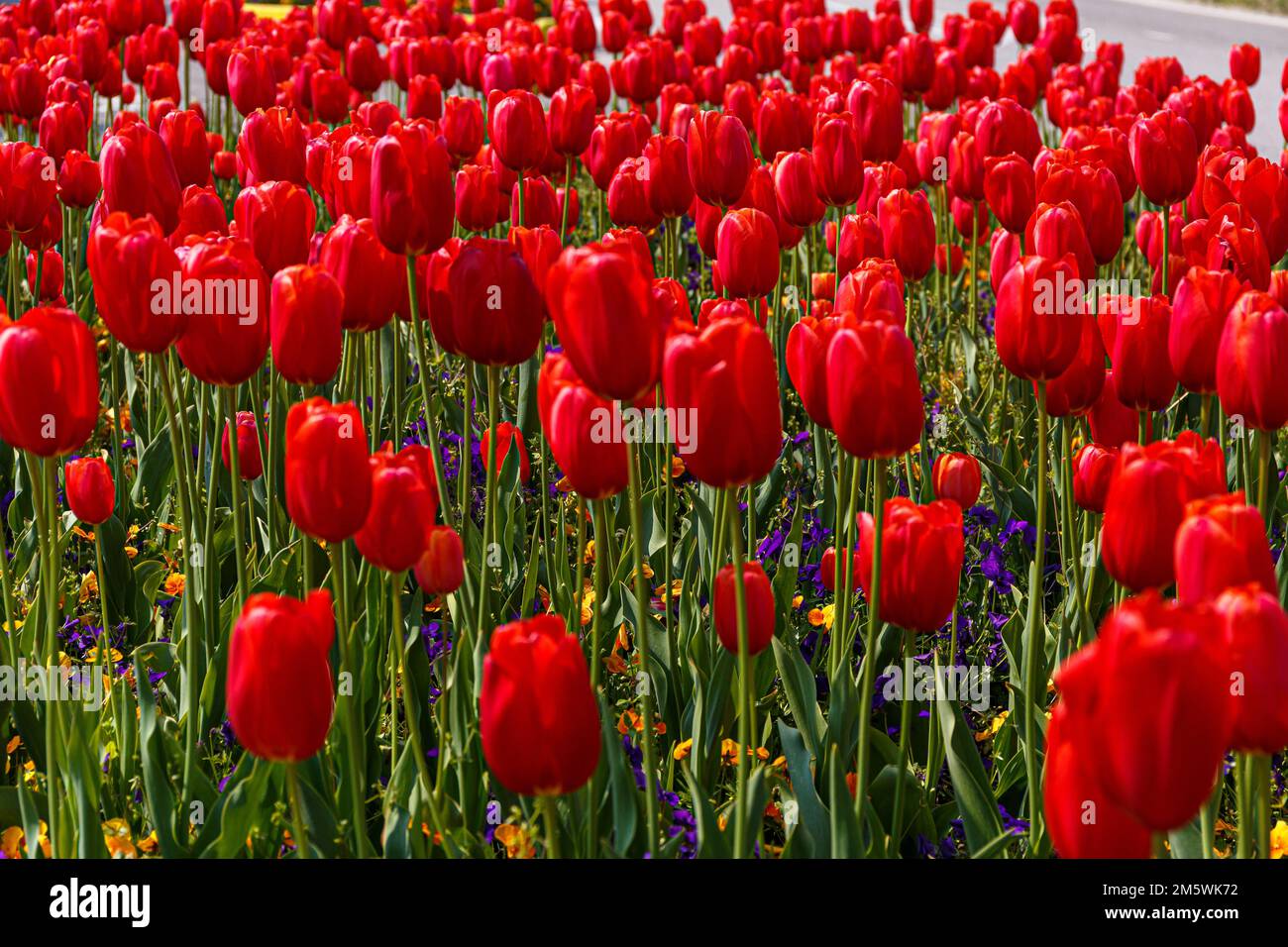 Champ de tulipes rouge vif en pleine floraison. Belles fleurs de printemps dans un jardin ou un parc. Photographie de la nature. Banque D'Images