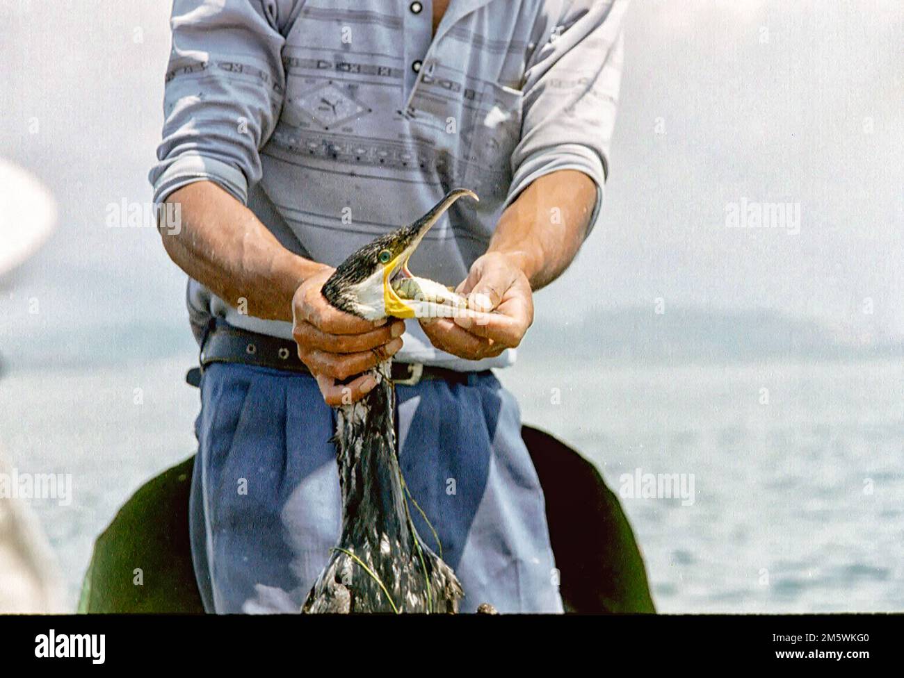 Pêcheur chinois avec cormorans dans et hors du bateau dans le Yunan. La pêche au Cormorant est un mode de vie traditionnel. Les cormorans obtiennent les petits poissons qu'ils Banque D'Images