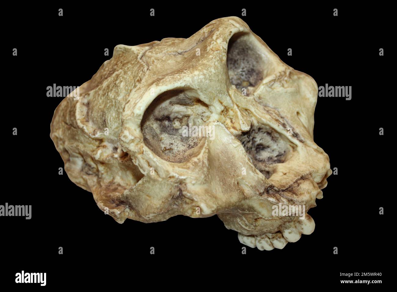 L'australopithecus Paranthropus robustus () Banque D'Images