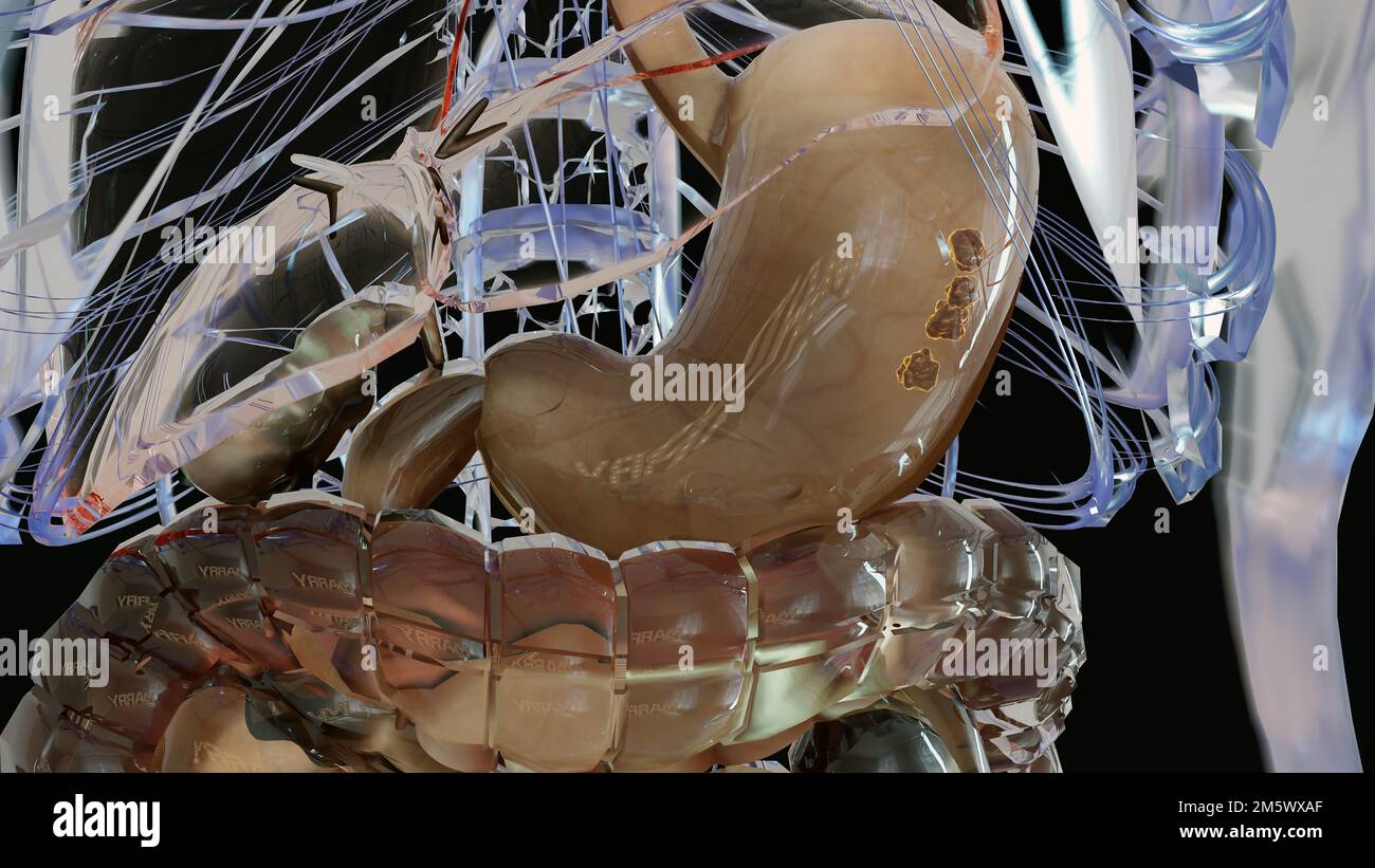 Estomac humain Anatomie digestion, concept de l'intestin, de la bouche aux intestins, laxatif, traitement de la constipation, oesophage, hirondelle Banque D'Images