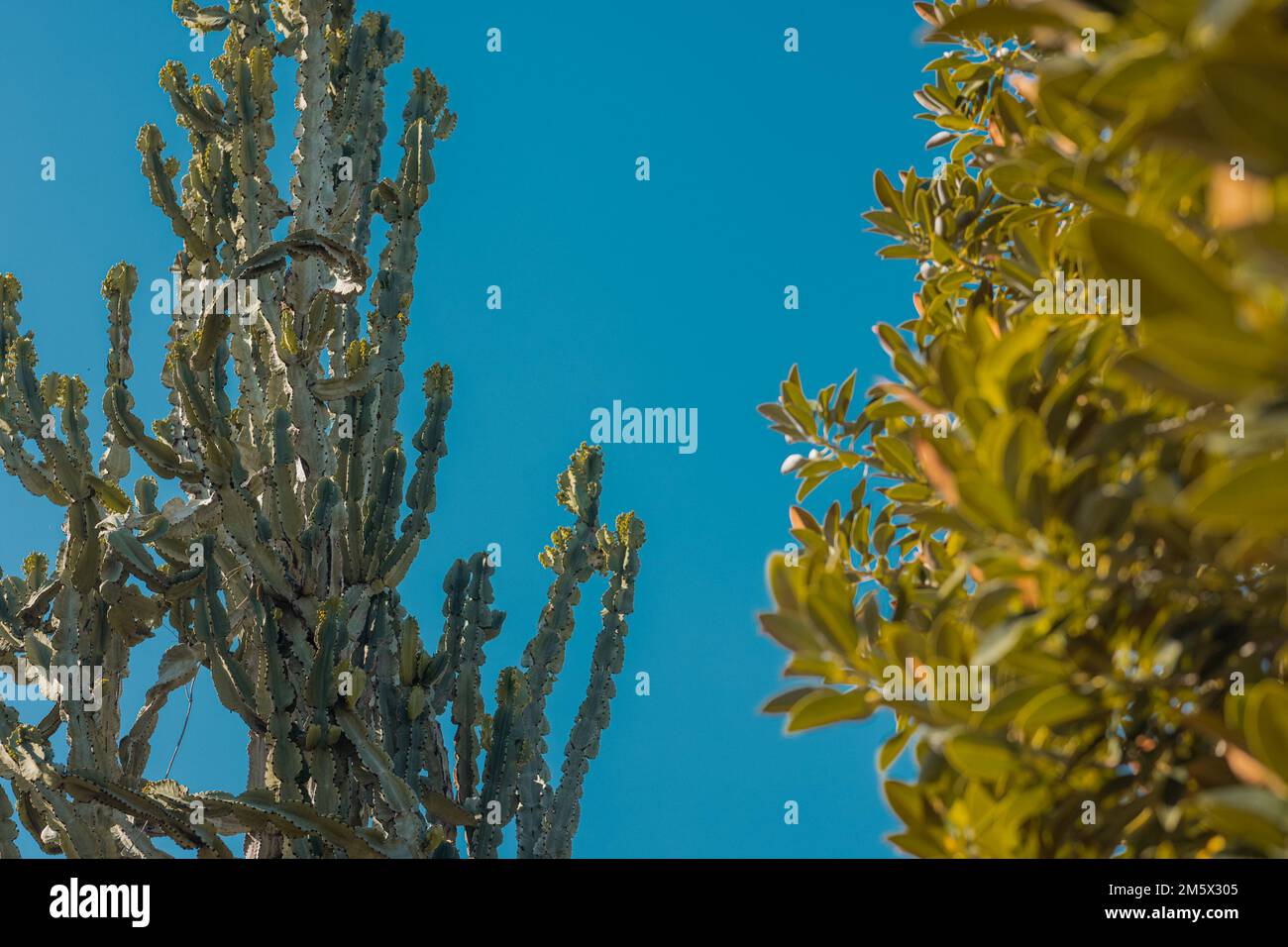 Différents types de plantes et de catas dans les jardins botaniques d'Argotti à la Valette, Malte. Vue détaillée des plantes sur fond bleu. Banque D'Images