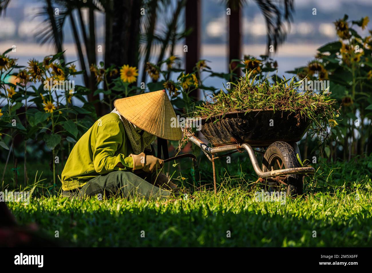 le jardinier vietnamien en chapeau conique traditionnel se trouve sur la pelouse avec un couteau incurvé dans une brouette sur fond de tournesols Banque D'Images