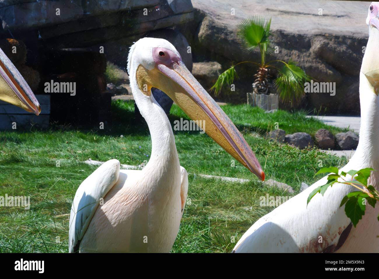 Pelican blanc -Pelecanuz onocrotalus- côté eau. Les pélicans blancs vivent généralement dans des lacs d'eau douce. Banque D'Images