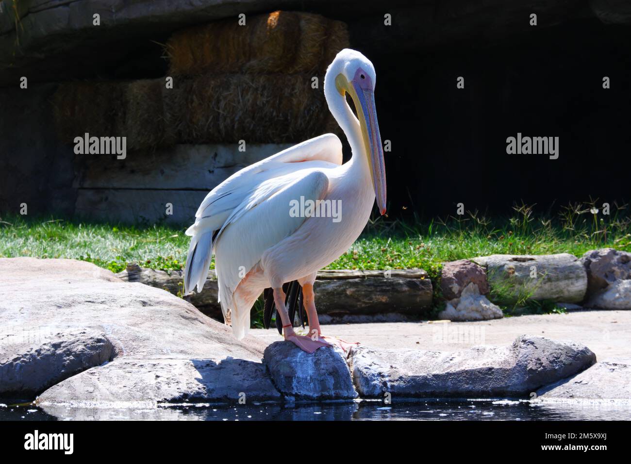 Pelican blanc -Pelecanuz onocrotalus- côté eau. Les pélicans blancs vivent généralement dans des lacs d'eau douce. Banque D'Images