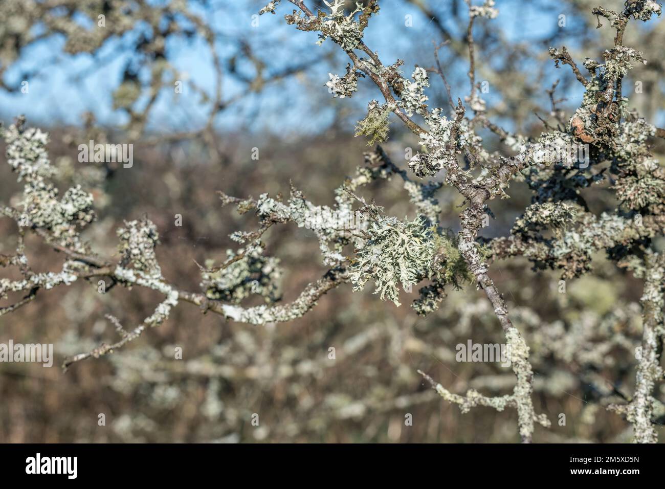 Gros plan de thallus de lichen vert pâle-jaune, moustain, sur la branche de l'arbre contre non focus b/gd. Signe d'une atmosphère propre apparemment. Voir Remarques. Banque D'Images