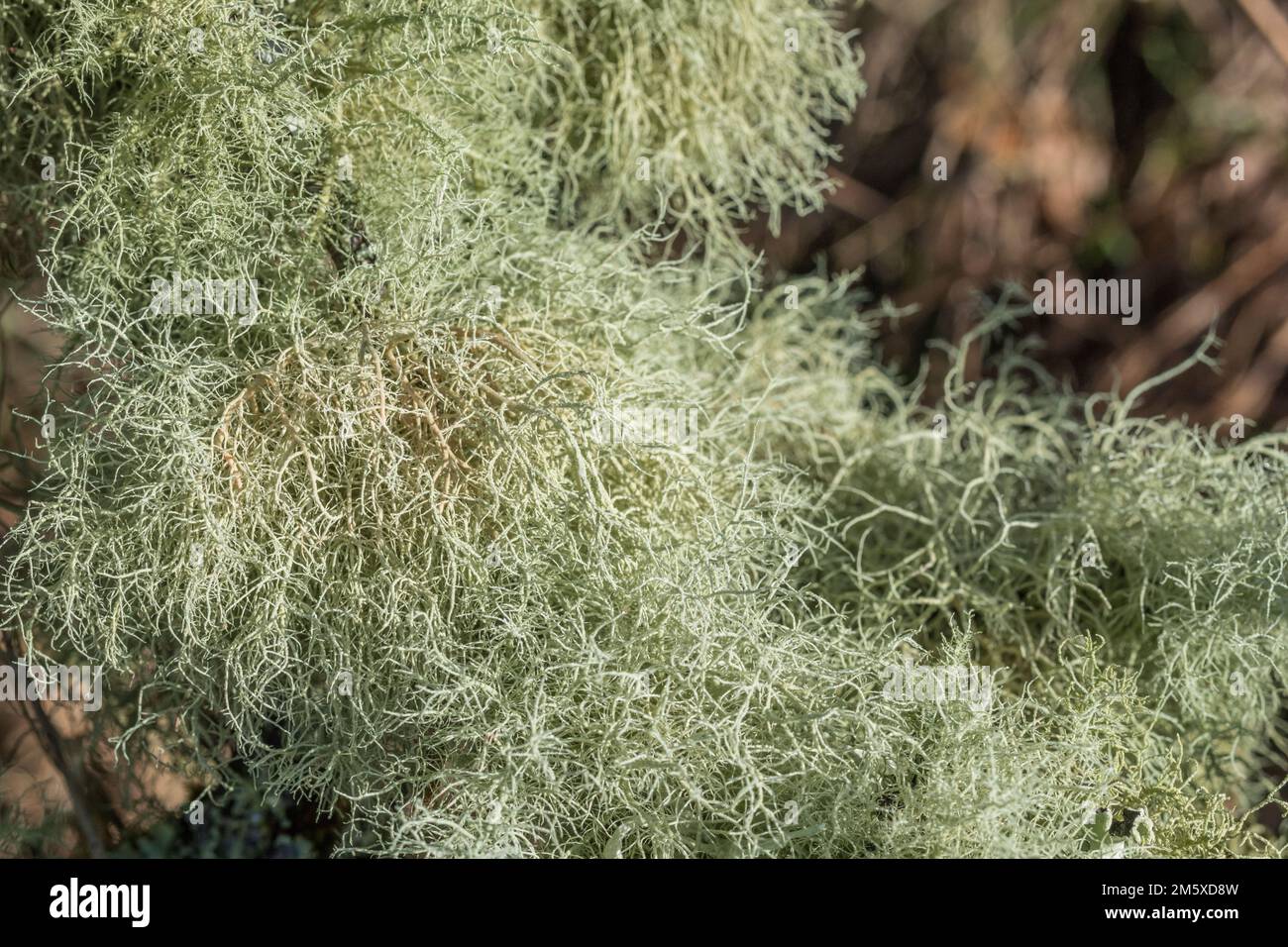 Gros plan de thallus de lichen vert pâle-jaune, moustain, sur la branche de l'arbre contre non focus b/gd. Signe d'une atmosphère propre apparemment. Voir Remarques. Banque D'Images