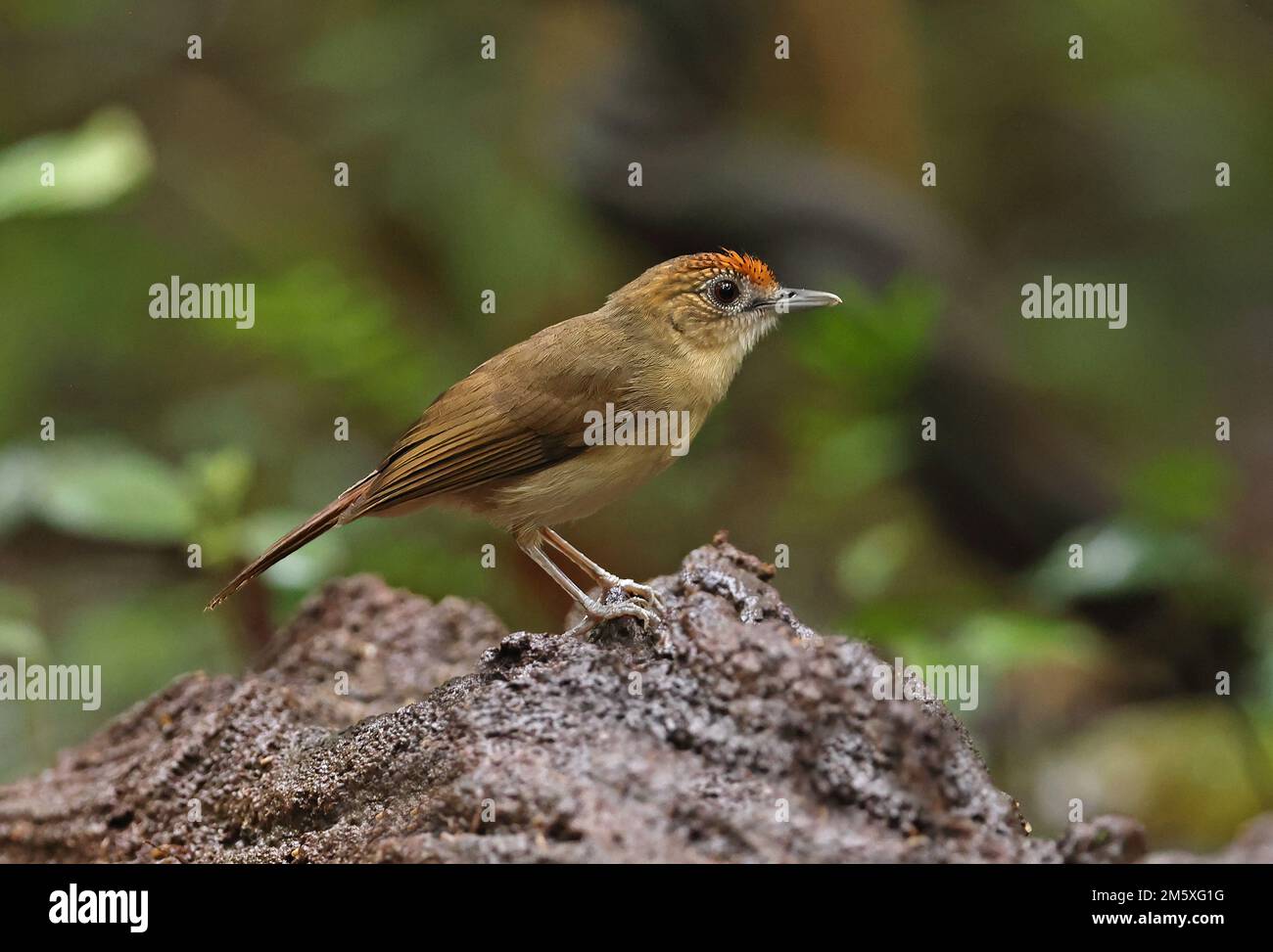 Babbler indochois (Malacopteron cinereum indochinense) adulte perché sur le rocher de Tien de chat, Vietnam. Décembre Banque D'Images