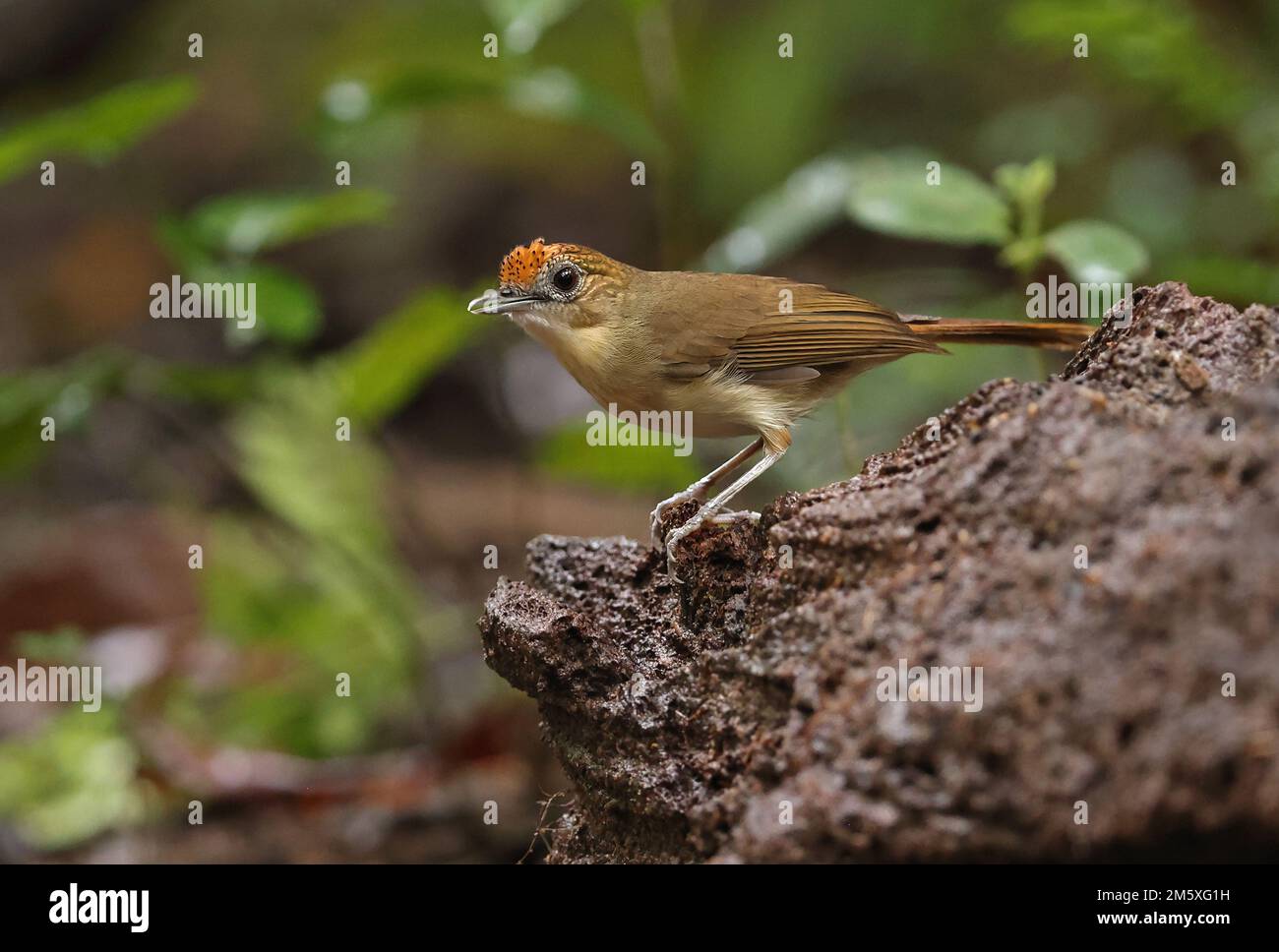 Babbler indochois (Malacopteron cinereum indochinense) adulte perché sur le rocher de Tien de chat, Vietnam. Décembre Banque D'Images
