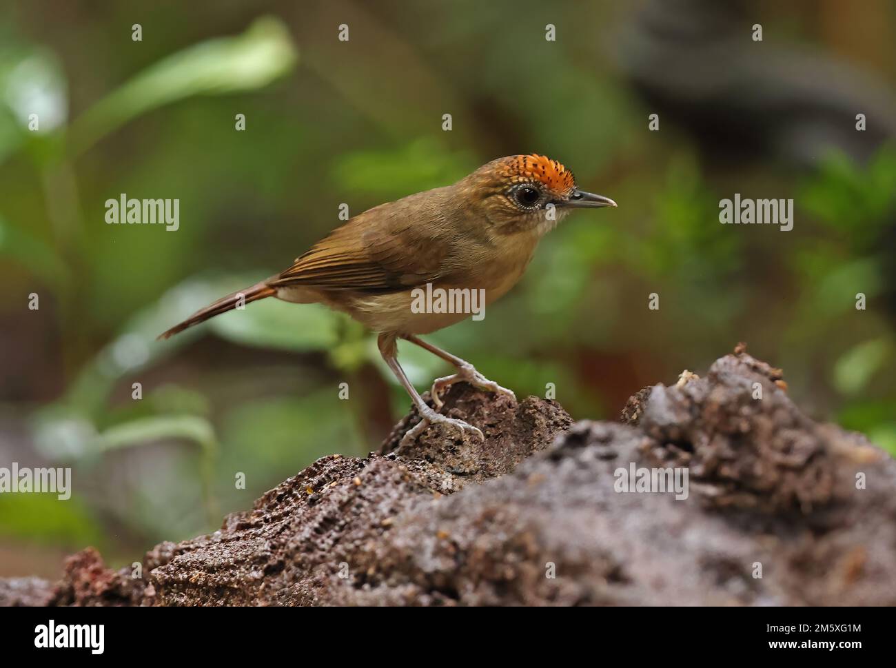 Babbler indochois (Malacopteron cinereum indochinense) adulte perché sur le rocher de Tien de chat, Vietnam. Décembre Banque D'Images