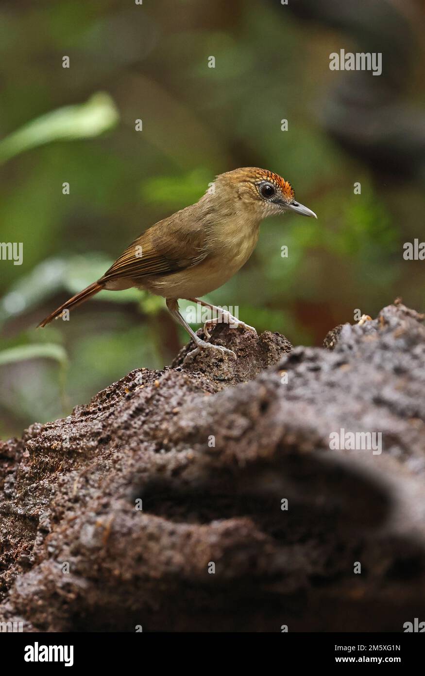 Babbler indochois (Malacopteron cinereum indochinense) adulte perché sur le rocher de Tien de chat, Vietnam. Décembre Banque D'Images
