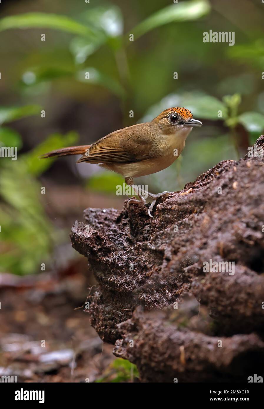 Babbler indochois (Malacopteron cinereum indochinense) adulte perché sur le rocher de Tien de chat, Vietnam. Décembre Banque D'Images