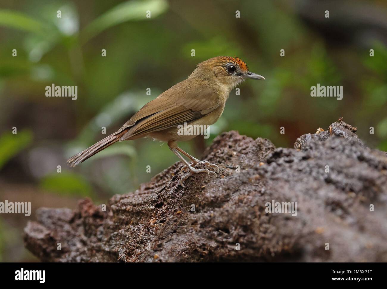 Babbler indochois (Malacopteron cinereum indochinense) adulte perché sur le rocher de Tien de chat, Vietnam. Décembre Banque D'Images